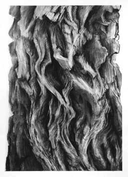 Bark Rhythyms charcoal on paper, 65 x 47cm